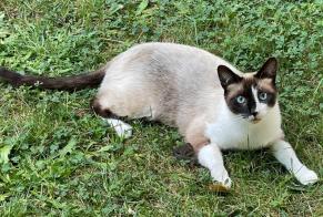 Alerte Disparition Chat croisement  Mâle , 5 ans Villennes-sur-Seine France