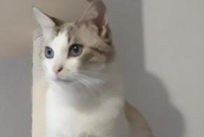 Alerte Disparition Chat  Mâle , 5 ans Lisle-sur-Tarn France