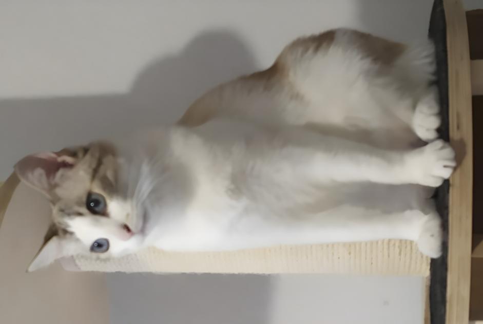 Alerte Disparition Chat  Mâle , 5 ans Lisle-sur-Tarn France