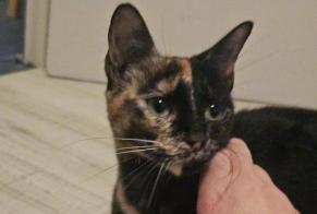 Alerte Découverte Chat Femelle Préfailles France