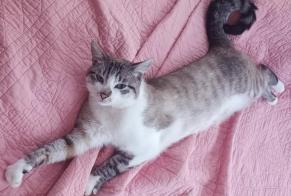Alerte Disparition Chat croisement  Mâle , 2 ans Remiremont France