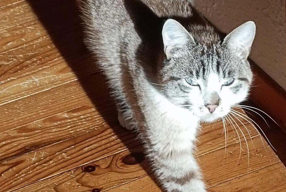 Alerte Disparition Chat croisement  Mâle , 2 ans Remiremont France