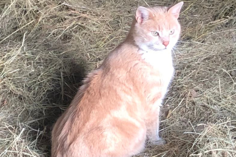 Alerte Disparition Chat  Mâle , 4 ans Colombe-lès-Vesoul France