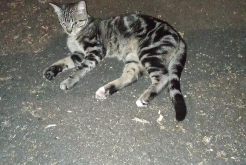Alerte Découverte Chat Mâle Bourges France