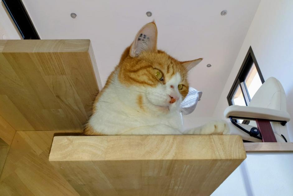 Alerte Disparition Chat croisement  Mâle , 4 ans Six-Fours-les-Plages France