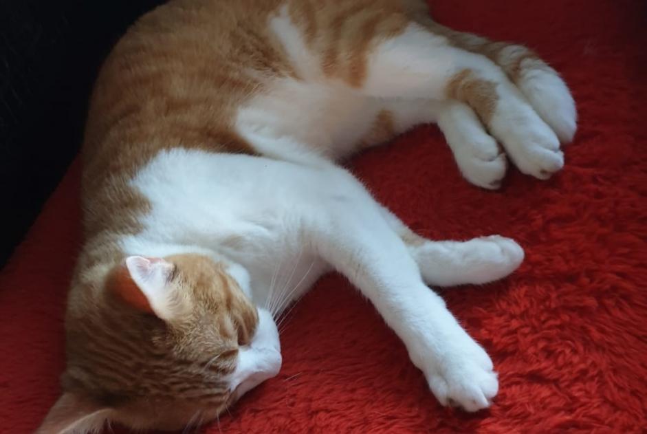 Alerte Disparition Chat croisement  Mâle , 4 ans Six-Fours-les-Plages France