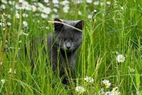 Alerte Disparition Chat Femelle , 6 ans Avesnes-le-Comte France
