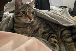 Alerte Disparition Chat Mâle , 4 ans Limoges France