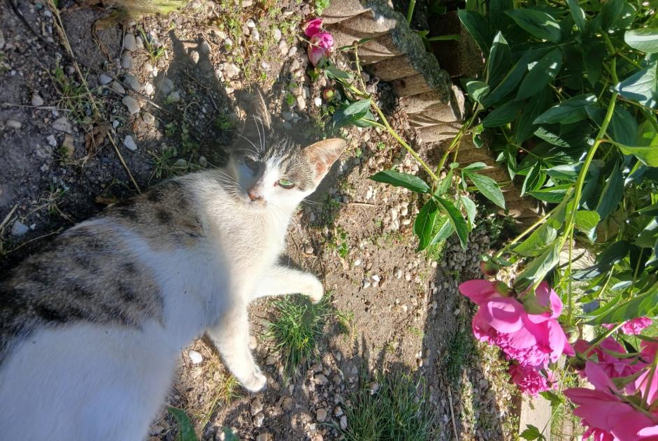 Alerte Disparition Chat croisement  Femelle , 1 ans Tours France