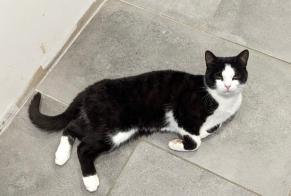 Alerte Disparition Chat Mâle , 1 ans Thusy France