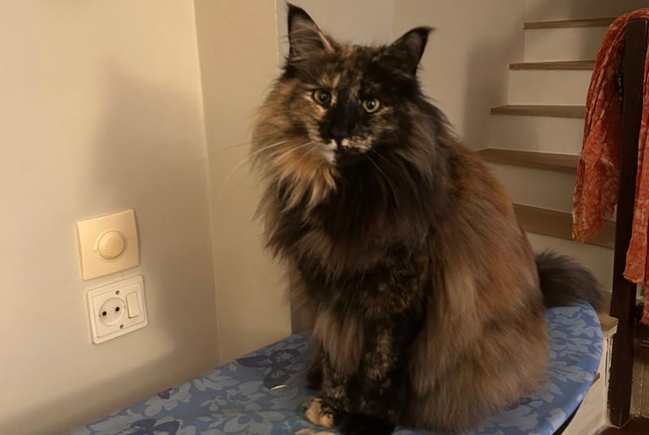 Alerte Disparition Chat  Femelle , 5 ans La Colle-sur-Loup France