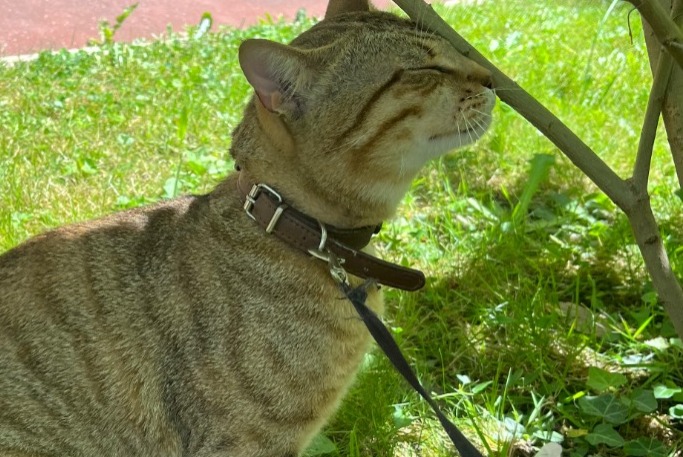 Alerte Disparition Chat  Mâle , 1 ans Gagny France
