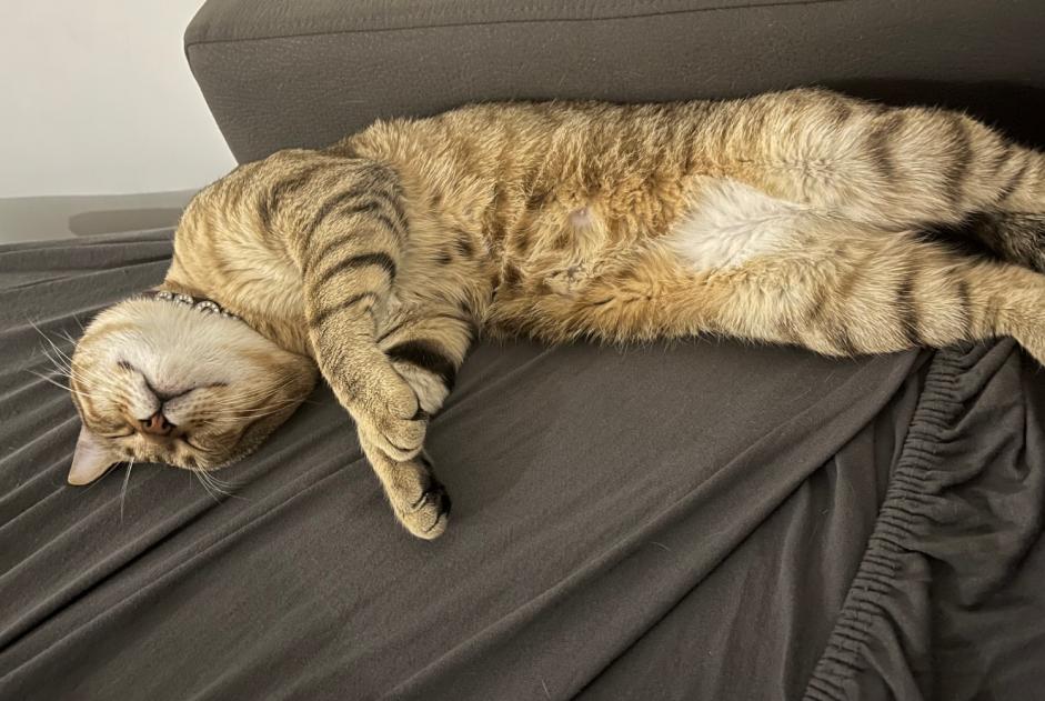 Alerte Disparition Chat  Mâle , 1 ans Gagny France