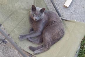 Alerte Disparition Chat  Mâle , 9 ans La Ville-ès-Nonais France