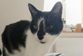 Alerte Disparition Chat croisement  Mâle , 15 ans Hem France