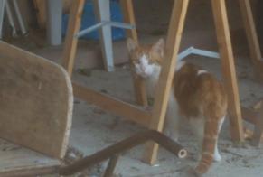 Alerte Disparition Chat  Mâle , 2 ans Préfontaines France