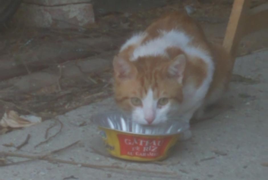 Alerte Disparition Chat  Mâle , 2 ans Préfontaines France