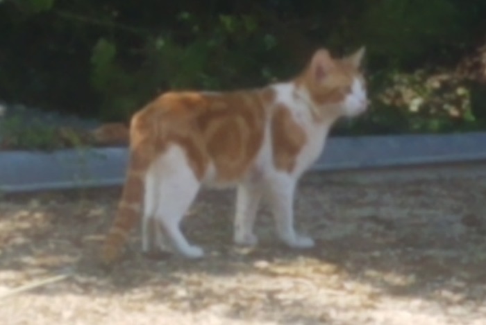 Alerte Disparition Chat  Mâle , 2 ans Préfontaines France