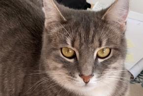 Alerte Disparition Chat Mâle , 4 ans Berru France