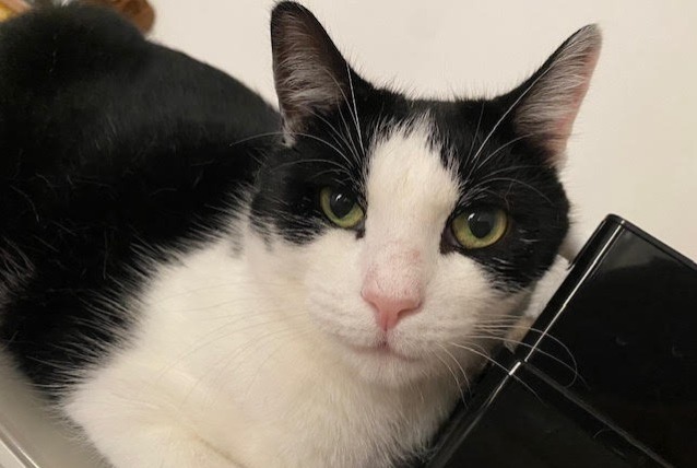 Alerte Disparition Chat Mâle , 5 ans Massy France