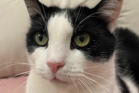 Alerte Disparition Chat Mâle , 5 ans Massy France