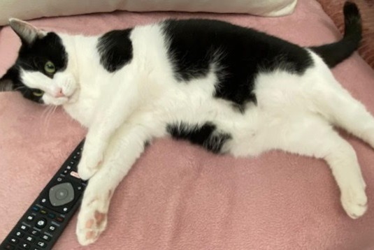 Alerte Disparition Chat Mâle , 5 ans Massy France