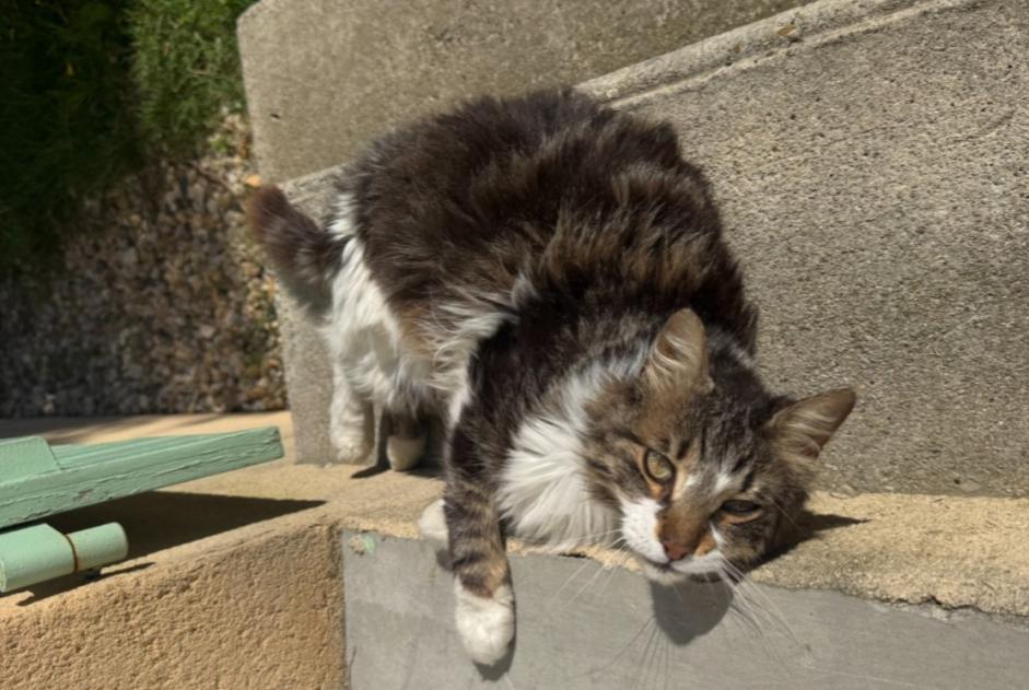 Alerte Disparition Chat croisement  Mâle , 7 ans Bédarrides France
