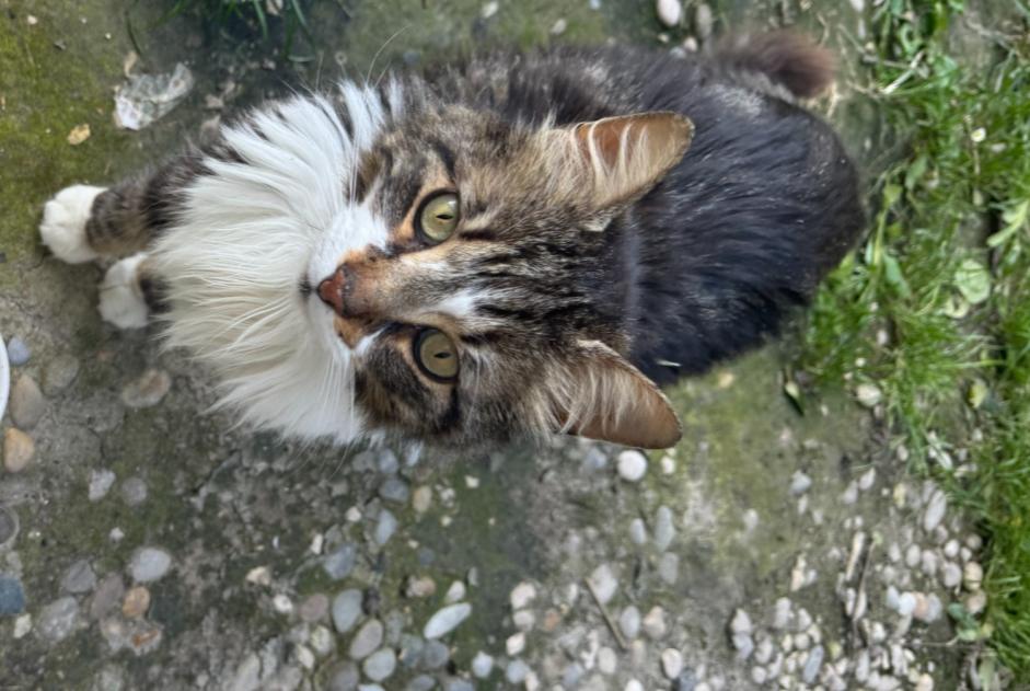 Alerte Disparition Chat croisement  Mâle , 7 ans Bédarrides France