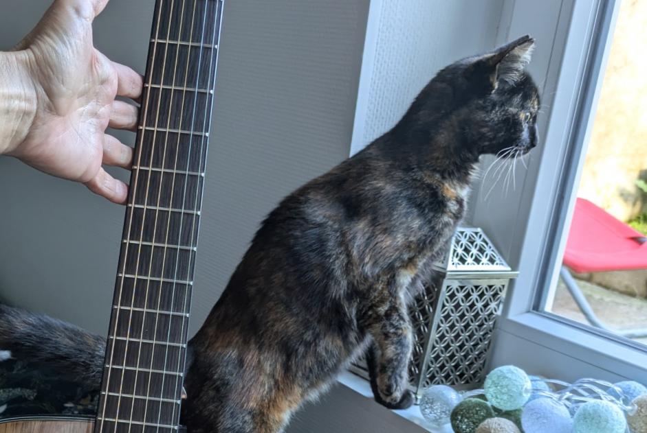 Alerte Disparition Chat croisement  Femelle , 1 ans La Roche-sur-Yon France