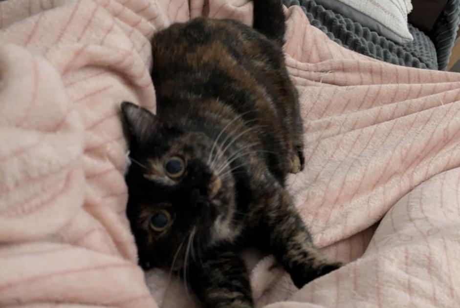 Alerte Disparition Chat croisement  Femelle , 1 ans La Roche-sur-Yon France