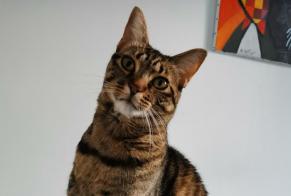 Alerte Disparition Chat Femelle , 4 ans Nancy France