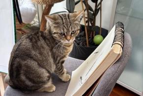 Alerte Disparition Chat  Femelle , 1 ans Tours France