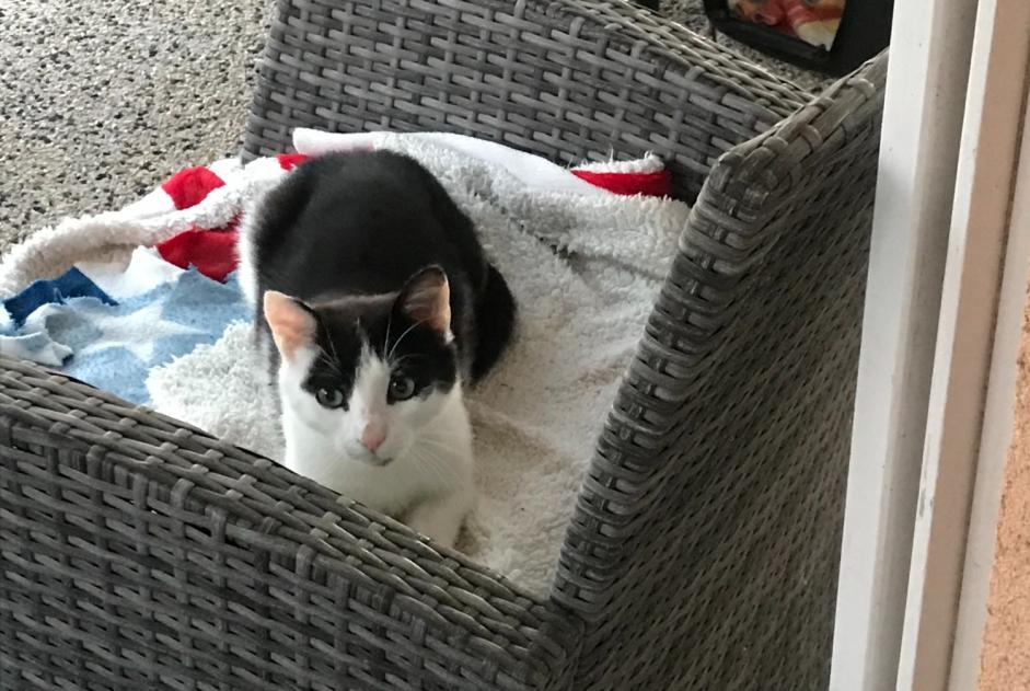 Alerte Découverte Chat Mâle Beausemblant France