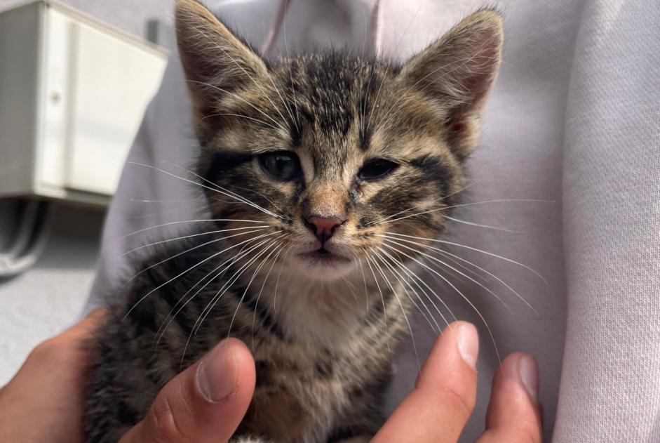 Alerte Découverte Chat Mâle , Entre 1 et 3 mois Épinal France