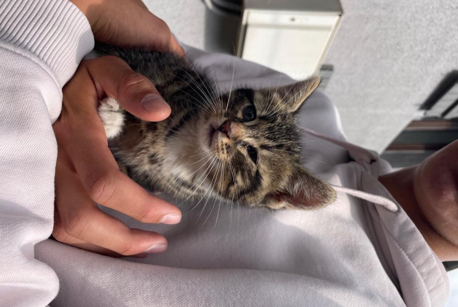 Alerte Découverte Chat Mâle , Entre 1 et 3 mois Épinal France