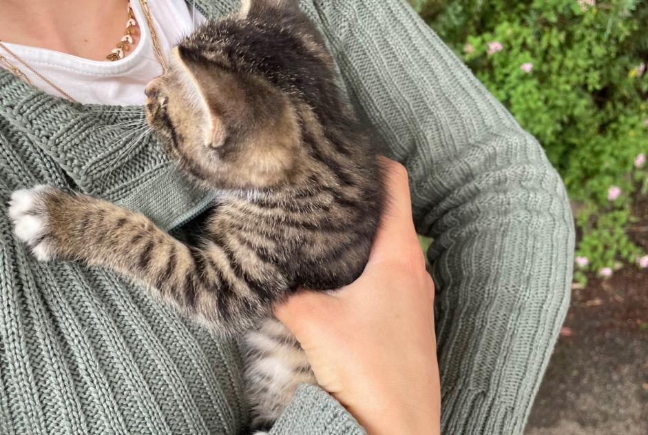 Alerte Découverte Chat Mâle , Entre 1 et 3 mois Épinal France