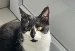 Alerte Disparition Chat Femelle , 6 ans Limoges France
