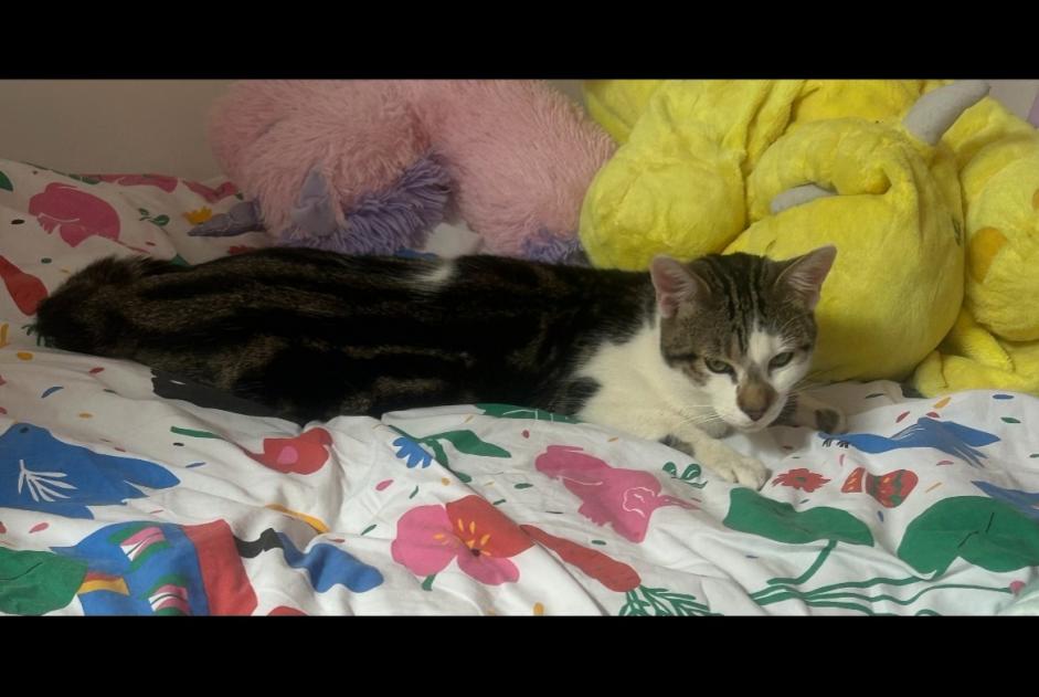 Alerte Disparition Chat Mâle , 1 ans Tomblaine France