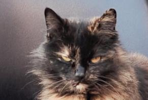 Alerte Disparition Chat Femelle , 8 ans Annezin France