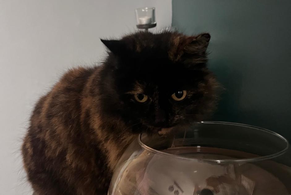 Alerte Disparition Chat Femelle , 8 ans Annezin France