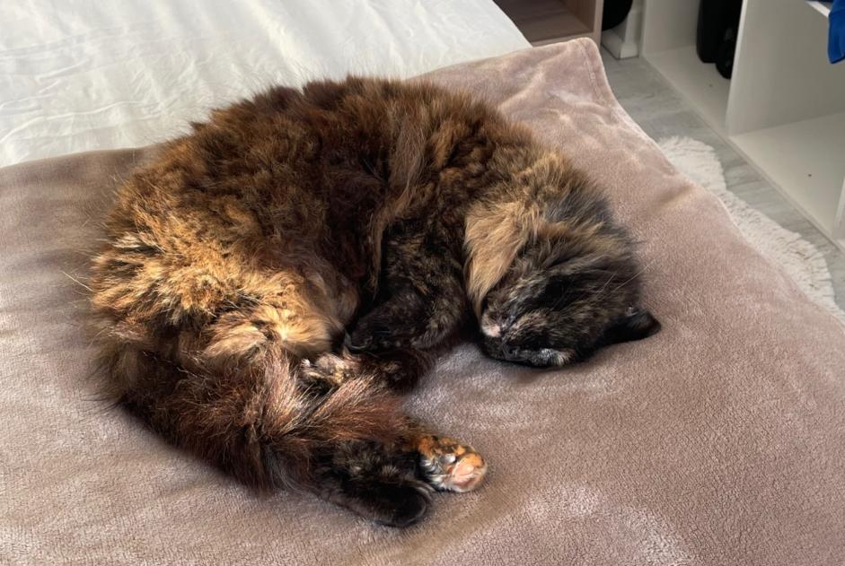 Alerte Disparition Chat Femelle , 8 ans Annezin France