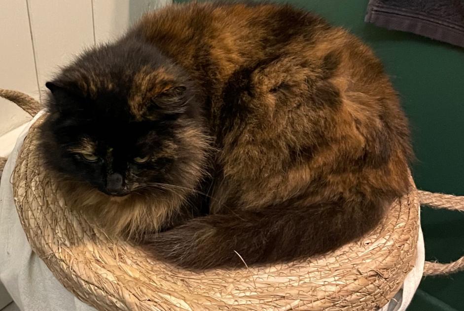 Alerte Disparition Chat Femelle , 8 ans Annezin France