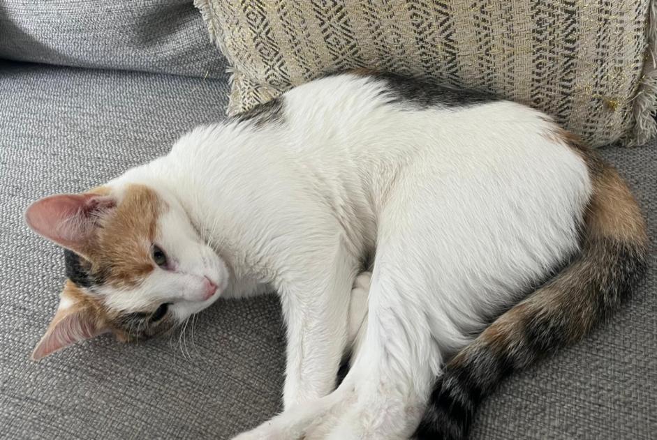 Alerte Disparition Chat Femelle , 1 ans Bons-en-Chablais France