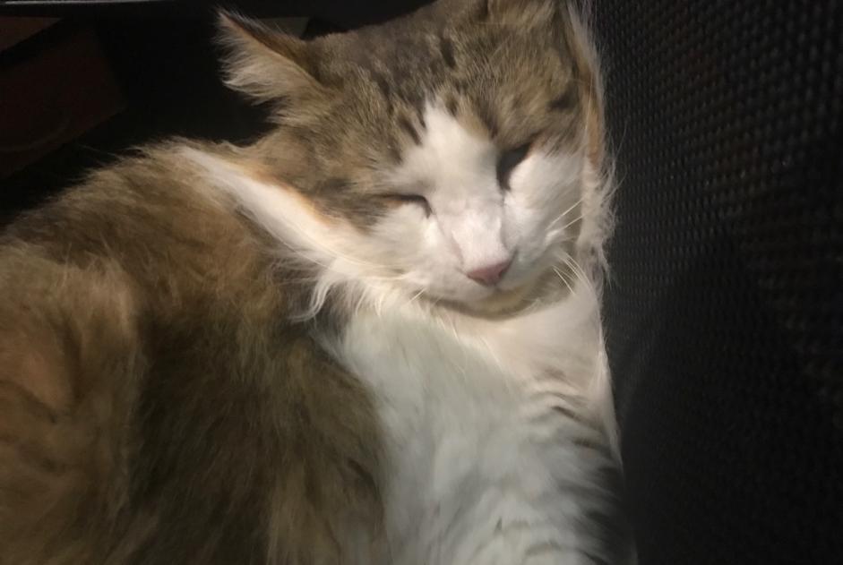 Alerte Disparition Chat croisement  Mâle , 3 ans Lherm France