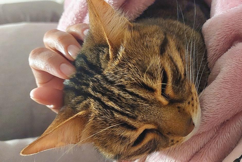 Alerte Disparition Chat Femelle , 5 ans Gardanne France