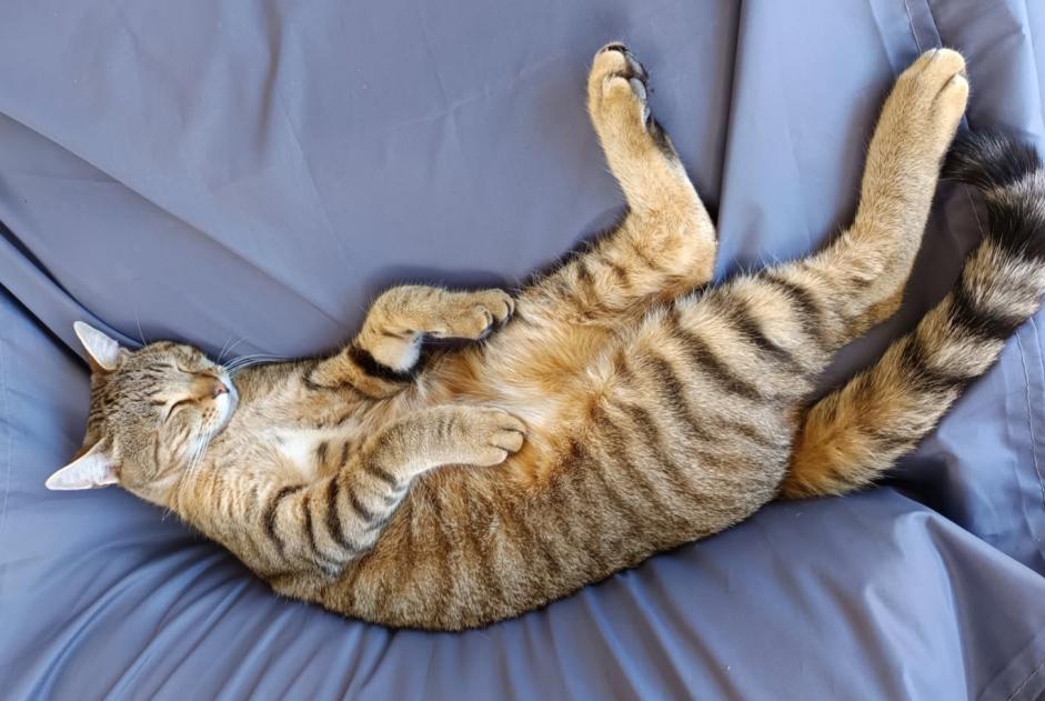 Alerte Disparition Chat croisement  Mâle , 2 ans Saint-Méloir-des-Ondes France