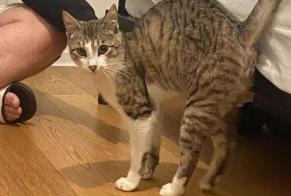 Alerte Disparition Chat  Mâle , 1 ans Bruges France