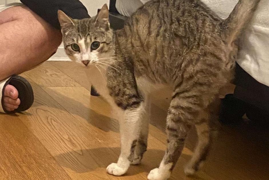 Alerte Disparition Chat  Mâle , 1 ans Bruges France