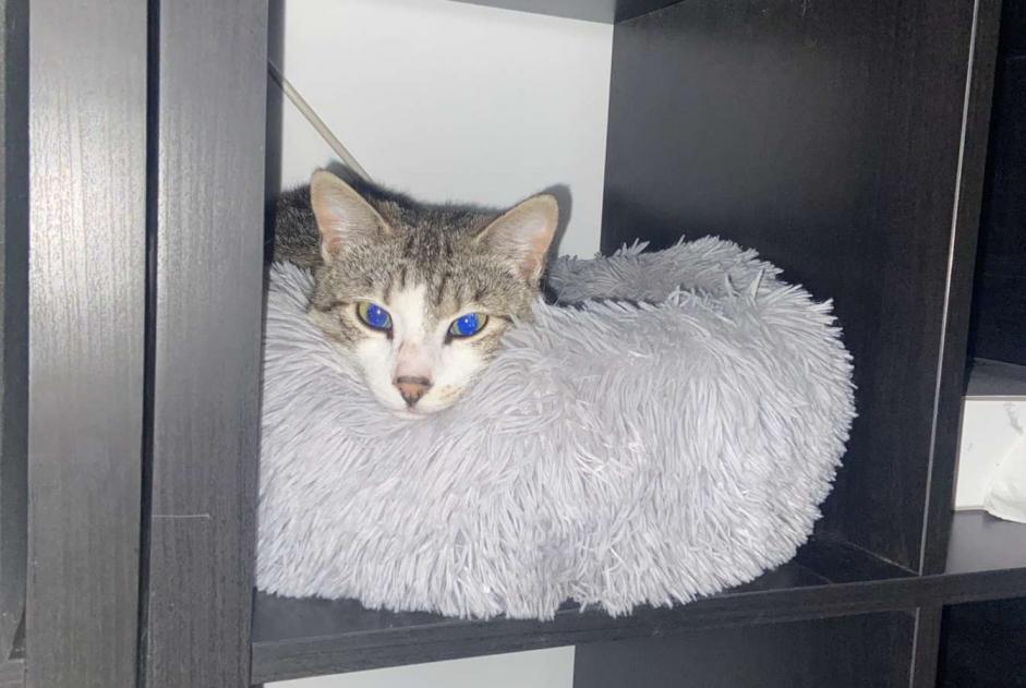 Alerte Disparition Chat  Mâle , 1 ans Bruges France