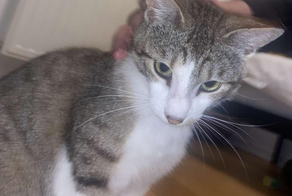 Alerte Disparition Chat  Mâle , 1 ans Bruges France